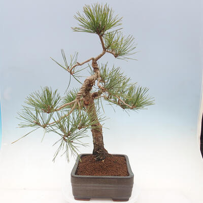 Bonsai im Freien - Pinus sylvestris Watereri - Waldkiefer - 3