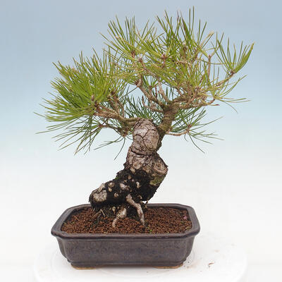 Bonsai im Freien - Pinus thunbergii - Thunberg-Kiefer - 3