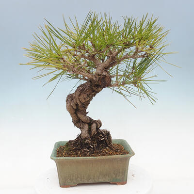 Bonsai im Freien - Pinus thunbergii - Thunberg-Kiefer - 3