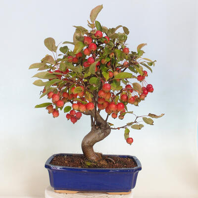 Freilandbonsai - Malus halliana - Kleinfrüchtiger Apfelbaum - 3