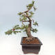 Bonsai im Freien - Pinus mugo - Kniende Kiefer - 3/5