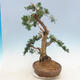 Bonsai im Freien - Juniperus chinensis - chinesischer Wacholder - 3/6