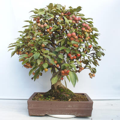 Outdoor-Bonsai -Malus Halliana - fruited Apfel - 3