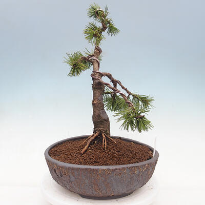 Bonsai im Freien - Pinus mugo - Kniende Kiefer - 3