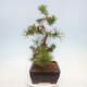 Bonsai im Freien - Pinus mugo - Kniende Kiefer - 3/4