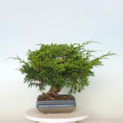 Outdoor bonsai - Juniperus chinensis Itoigawa - Chinese juniper - 3