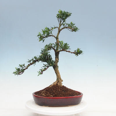 Innenbonsai - Buxus harlandii - Korkbuchsbaum - 3
