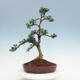 Innenbonsai - Buxus harlandii - Korkbuchsbaum - 3/7