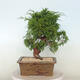 Outdoor bonsai - Juniperus chinensis Itoigawa - Chinese juniper - 3/4