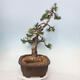 Bonsai im Freien - Pinus mugo - Kniende Kiefer - 3/4