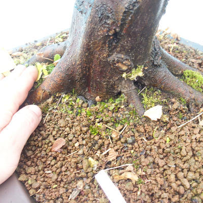 Bonsai im Freien - Karpfen - Carpinus carpinoides - 3