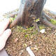 Bonsai im Freien - Karpfen - Carpinus carpinoides - 3/3