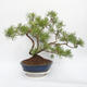 Bonsai im Freien - Pinus sylvestris - Waldkiefer - 3/4