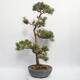 Bonsai im Freien - Pinus sylvestris Watereri - Waldkiefer - 3/4