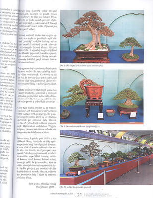 Bonsai und japanische Gärten Nr. 61 - 3