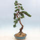 Bonsai im Freien - Juniperus chinensis - chinesischer Wacholder - 3/6