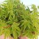 Outdoor-Bonsai - Acer palmatum SHISHIGASHIRA - Kleinblättriger Ahorn - 3/3