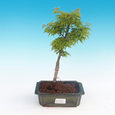 Outdoor-Bonsai - Acer palmatum SHISHIGASHIRA - Kleiner Ahorn - 3