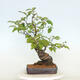 Outdoor bonsai - Pseudocydonia sinensis - Chinese quince - 3/4
