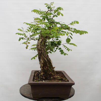 Bonsai im Freien - Akazie - Robinia pseudoacacia - 3