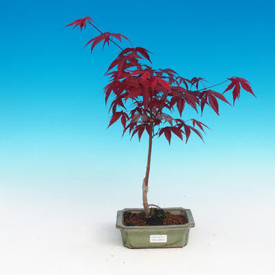 Bonsai im Freien - Acer-Palme. Atropurpureum - Japanisches Ahornrot - 3