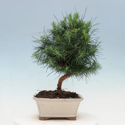 Indoor Bonsai-Pinus halepensis - 3