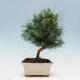 Indoor Bonsai-Pinus halepensis - 3/4