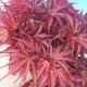 Bonsai im Freien - Acer-Palme. Atropurpureum - Japanisches Ahornrot - 3/3