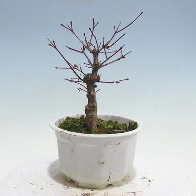 Outdoor-Bonsai - Ahorn palmatum DESHOJO - Ahorn palmate - 3