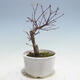 Outdoor-Bonsai - Ahorn palmatum DESHOJO - Ahorn palmate - 3/5