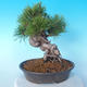 Pinus thunbergii - Thunbergkiefer - 3/5