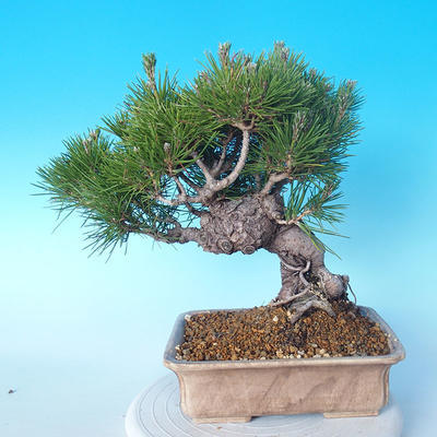 Pinus thunbergii - Thunbergkiefer - 3