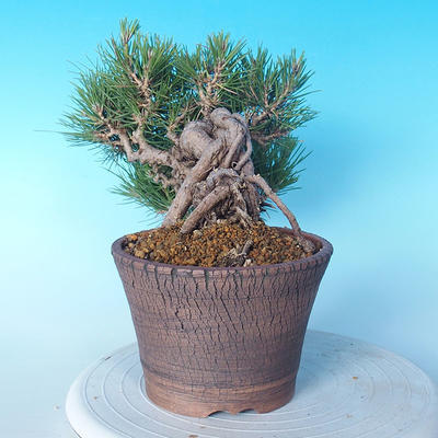 Pinus thunbergii - Thunbergkiefer - 3