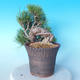 Pinus thunbergii - Thunbergkiefer - 3/5