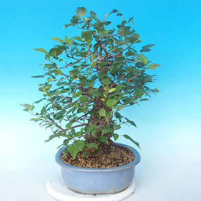 Bonsai im Freien - japanische Birne NASHI - Pyrus pyrifolia - 3