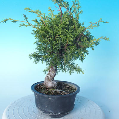Outdoor Bonsai - Juniperus chinensis ITOIGAWA - Chinesischer Wacholder - 3