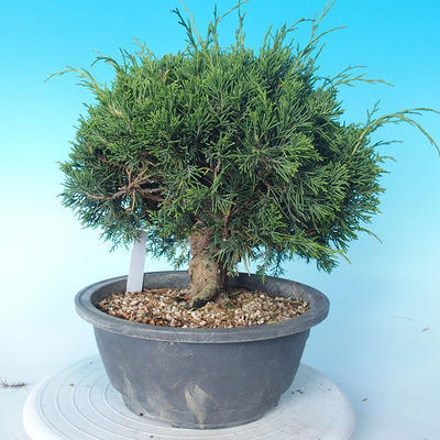 Outdoor Bonsai - Juniperus chinensis ITOIGAWA - Chinesischer Wacholder - 3