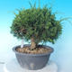 Outdoor Bonsai - Juniperus chinensis ITOIGAWA - Chinesischer Wacholder - 3/6