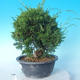 Outdoor Bonsai - Juniperus chinensis ITOIGAWA - Chinesischer Wacholder - 3/6
