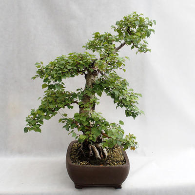 Außenbonsai - Betula verrucosa - Silver Birch VB2019-26695 - 3