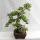 Außenbonsai - Betula verrucosa - Silver Birch VB2019-26695 - 3/5