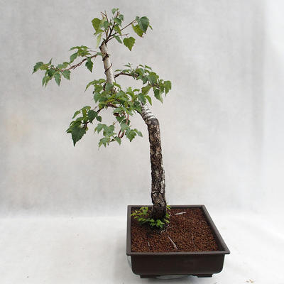 Außenbonsai - Betula verrucosa - Silver Birch VB2019-26697 - 3