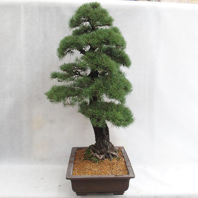 Außenbonsai - Pinus sylvestris - Waldkiefer VB2019-26699 - 3