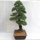 Außenbonsai - Pinus sylvestris - Waldkiefer VB2019-26699 - 3/6