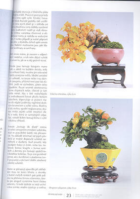 Bonsai und Japanische Gärten Nr.66 - 3