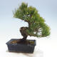 Bonsai im Freien - Pinus parviflora - kleinblumige Kiefer - 3/5