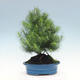 Indoor Bonsai-Pinus halepensis - 3/4