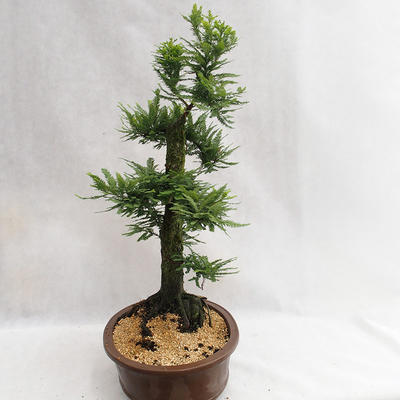 Bonsai im Freien - Metasequoia glyptostroboides - chinesische kleine Blätter - 3