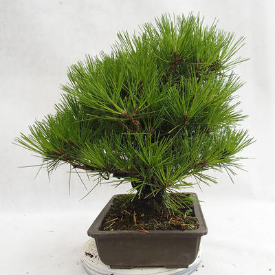 Freilandbonsai - Pinus thunbergii Corticosa - Thunberger Kiefer VB2019-26712 - 3