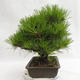 Freilandbonsai - Pinus thunbergii Corticosa - Thunberger Kiefer VB2019-26712 - 3/5